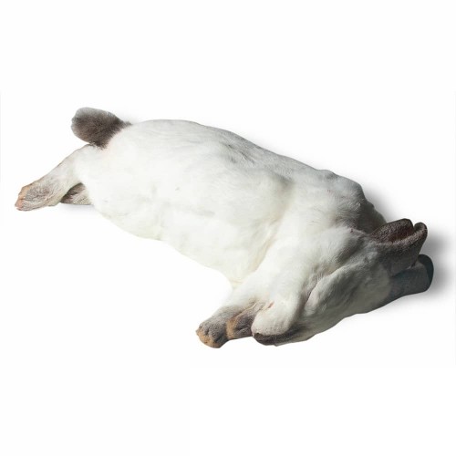 Giant Rabbit (2 - 3.5kg) - each | KB Animal Foods UK
